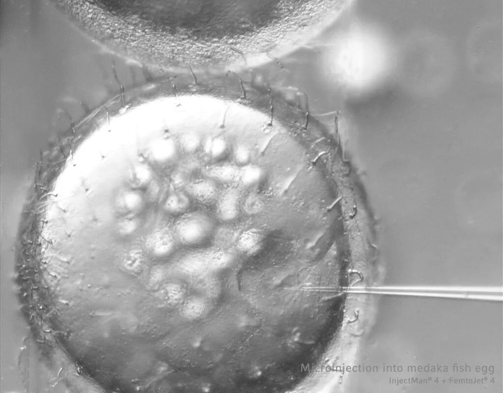 FemtoJet_4i_FemtoJet_4x_5